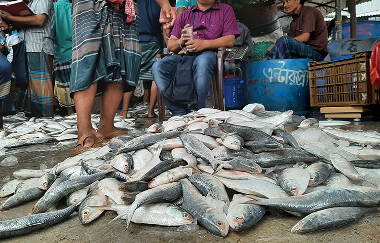 আজ রাজধানীর মিরপুরের বিভিন্ন খুচরা বাজার ঘুরে প্রচুর ইলিশ মাছ দেখা যায়। ছবি: বিপ্লব দিক্ষিৎ