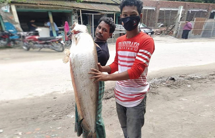 কুড়িগ্রামের চিলমারী উপজেলায় ব্রহ্মপুত্র নদে জেলের জালে ধরা পড়েছে বিশালাকৃতির এক বোয়াল মাছ। মাছটির ওজন ১৫ কেজি। পরে স্থানীয় বাজারে এটি ১৮ হাজার ৬০০ টাকায় বিক্রি হয়। ছবি: মাসুদ রানা