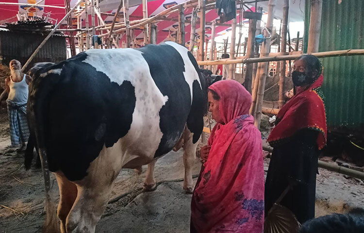 রাজধানীর একমাত্র স্থায়ী পশুর হাটে দেখা যায় বিশাল আকারের এ গরুটি মেহেরপুরের গাংনী উপজেলার চেংগাড়া গ্রাম থেকে নিয়ে এসেছেন আসমা বেগম। তার মেয়ে নাজমা বেগমকে সঙ্গে নিয়ে গরুটি বড় করেছেন আসমা। গরুটির নাম দিয়েছেন রাজা। নিজের জমি জায়গা বলতে কিছুই নেই।