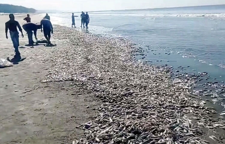 কক্সবাজার সমুদ্র সৈকতের তীরে ঢেউয়ের সঙ্গে হঠাৎ উঠে এসেছে ঝাঁকে ঝাঁকে বিভিন্ন প্রজাতির মাছ। সৈকতের ডায়াবেটিক, শৈবাল, লাবণী পয়েন্টে যতদূর চোখ গেছে শুধু মাছ আর মাছ। তবে বালিয়াড়িতে উঠে আসা এসব মাছ মৃত ও ছোট প্রজাতির। বৃহস্পতিবার (১৭ নভেম্বর) সকালে জোয়ারের সময় এসব মরা মাছ উঠে আসে বলে জানান স্থানীয়রা। ছবি: জাগো নিউজ