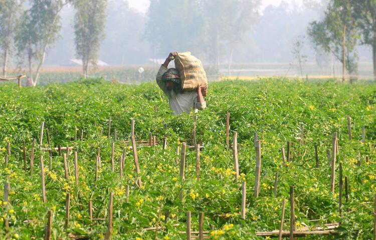 খেত থেকে টমেটো সংগ্রহ করছেন কৃষক। নারায়ণগঞ্জের রূপগঞ্জ এলাকা থেকে এ ছবি তোলা হয়েছে। ছবি: বিপ্লব দিক্ষিৎ