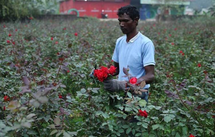 রাজধানীর অদূরে সাভারের বিরুলিয়া গোলাপের জন্য বেশ পরিচিতি লাভ করেছে। এ বছরও ব্যাপক গোলাপের চাষ হয়েছে। ছবি: মাহবুব আলম