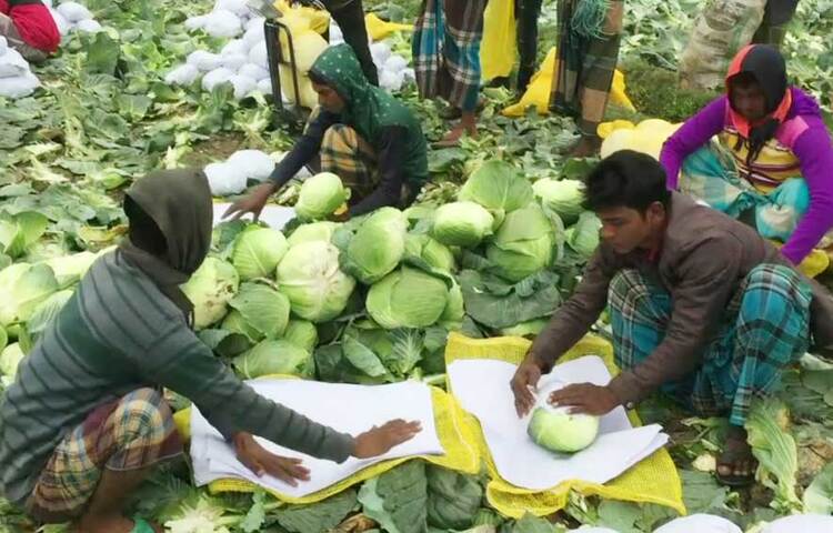 মেহেরপুরের গাংনী উপজেলায় সারা বছরই বিভিন্ন ধরনের সবজি চাষ হয়। দেশের সবজি উৎপাদনে গুরুত্বপূর্ণ অবদান রয়েছে গাংনীর চাষিদের। এখানে চাষ করা হয় বিষমুক্ত নিরাপদ সবজি যা বিদেশে রপ্তানি হওয়ায় বেড়েছে বৈদেশিক আয়। ছবি: জাগো নিউজ