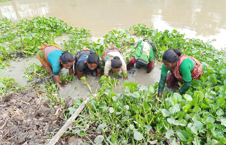 সঠিক পরিসংখ্যান না থাকলেও অনুমান করা হয় যে নওগাঁ জেলায় প্রায় আড়াই লক্ষাধিক আদিবাসী জনগোষ্ঠীর বাস। বরেন্দ্র এলাকার খাল-বিল, পুকুর, খাড়ি, নদী-নালাই ছিলো এ সকল আদিবাসীদের আমিষের অন্যতম উৎস। মাছ ধরছেন আদিবাসী নারীরা। ছবি: এমএস সেলিম রেজা