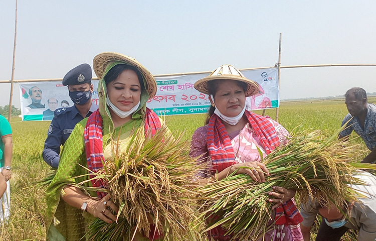 আজ সকালে সুনামগঞ্জের দেখার হাওরে মাথায় ছাতা, গলায় গামছা পেচিয়ে একযোগে কেন্দ্রীয় কৃষক লীগের সভাপতি কৃষিবিদ সমীর চন্দ্রের নেতৃত্বে ধান কাটতে শুরু করেন কেন্দ্রীয় কৃষক লীগের সাধারণ সম্পাদক ও সংসদ সদস্য অ্যাডভোকেট উম্মে কুলসুম স্মৃতি ও সংসদ সদস্য অ্যাডভোকেট শামীমা শাহরিয়ার। ছবি: জাগো নিউজ