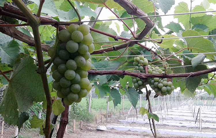 মিষ্টি আঙুর চাষে ঝিনাইদহে সফল আব্দুর রশিদ। জেলার মহেশপুর উপজেলার যুগিহুদা গ্রামে বিদেশি জাতের আঙুর চাষ করে সফল হয়েছেন তিনি। ছবি: আব্দুল্লাহ আল মাসুদ