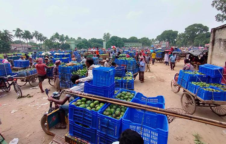 রাজশাহীর সবচেয়ে বড় আমের হাট বানেশ্বরে। এখানে প্রতিদিন শত কোটি টাকার আমের বাণিজ্য হয়ে থাকে। তবে সম্প্রতি আমচাষিদের চোখে মুখে দেখা গেছে হতাশা। ছবি: ফয়সাল আহমেদ