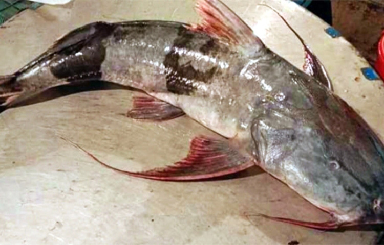 কিশোরগঞ্জের ভৈরবে মেঘনা নদীতে ধরা পড়েছে ২৪ কেজি ওজনের একটি বাঘাইড়।  ৪ জুন জেলে অজিত সাহার জালে মাছটি ধরা পড়ে। সন্ধ্যার পর ভৈরবের ফেরিঘাট এলাকায় আম্মাজান পাইকারি আড়তে মাছটি বিক্রির জন্য আনা হয়। মাছটি ১৮ হাজার টাকায় বিক্রি হয় বলে জানান আড়তের পাইকার শংকর। ছবি: বিপ্লব দিক্ষিৎ