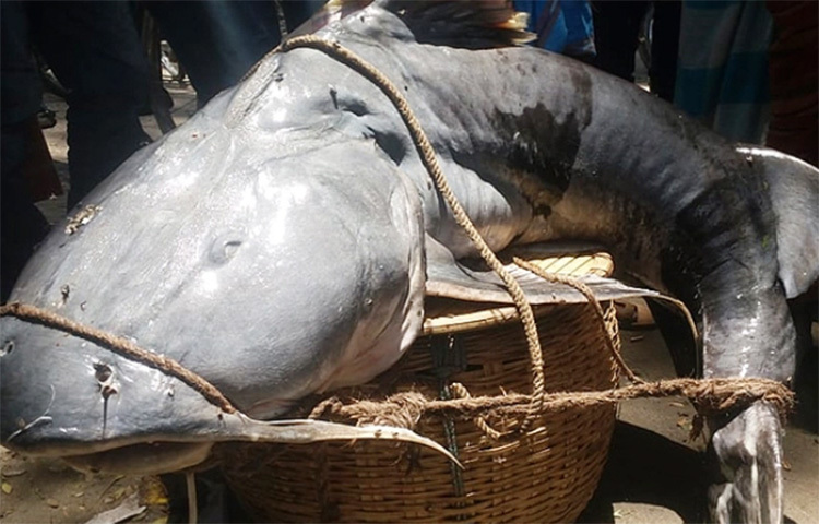 লালমনিরহাটের কালীগঞ্জ উপজেলার কাকিনা বাজারে ৫২ কেজি ওজনের একটি বিশাল আকৃতির বাঘাইড় মাছ অর্ধলাখ টাকায় বিক্রি হয়েছে। আজ দুপুরে কাকিনা বাজারে মাছটি আনলে তা কেটে এক হাজার টাকা কেজি দরে বিক্রি করা হয়। ছবি: রবিউল হাসান