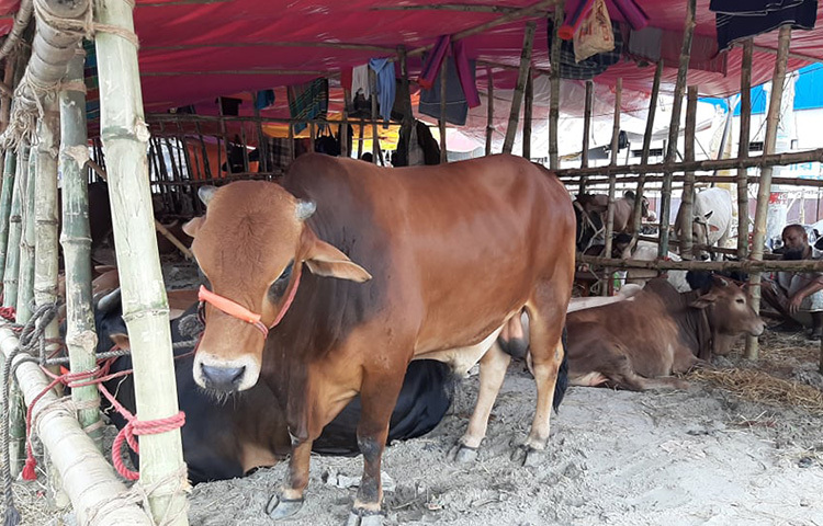 রাজধানীর পশুর হাটে বিভিন্ন স্থান থেকে গরু নিয়ে আসছেন ব্যসায়ীরা। তারা আশা করছেন কয়েকদিনের মধ্যেই হাট জমজমাট হয়ে উঠবে। ছবি: বিপ্লব দিক্ষিৎ