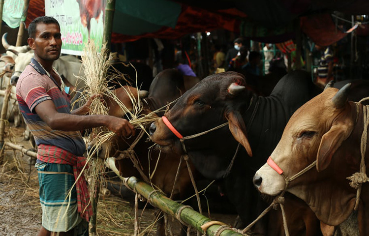 রাজধানীর আফতাব নগর গরুর হাটে গরুকে খড় খাওয়াচ্ছেন এক ব্যবসায়ী। ছবি: মাহবুব আলম