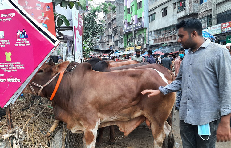 রাজধানীতে জমে উঠেছে কুরবানির পশুর হাট। বিভিন্ন পশুর হাটে গিয়ে এমন দৃশ্য দেখা গেছে। ছবি: মাহবুব আলম
