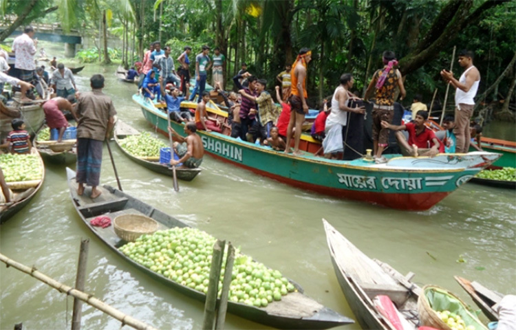বিধিনিষেধ তুলে নেয়ার পর ঝালকাঠির খালে-বিলে পেয়ারার ভাসমান হাট ও বাগান দেখতে পর্যটকদের ঢল নেমেছে। আজ সকাল থেকে দেশের বিভিন্ন প্রান্ত থেকে পর্যটকরা ভাসমান পেয়ারা হাট ও বাগানের প্রাকৃতিক দৃশ্য উপভোগ করেন। ছবি: মো. আতিকুর রহমান