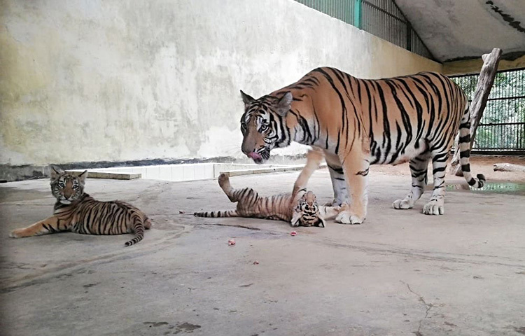 মায়ের সঙ্গে খুনসুটি করে দিন পার হচ্ছে রাজধানী মিরপুরের জাতীয় চিড়িয়াখানায় বাঘ পরিবারের নতুন দুই অতিথি দুর্জয় ও অবন্তিকার। মায়ের আদরে তারা দিন দিন বড় হয়ে উঠছে। আজ সরেজমিনে এমন চিত্র দেখা গেছে। ছবি: মাহবুব আলম