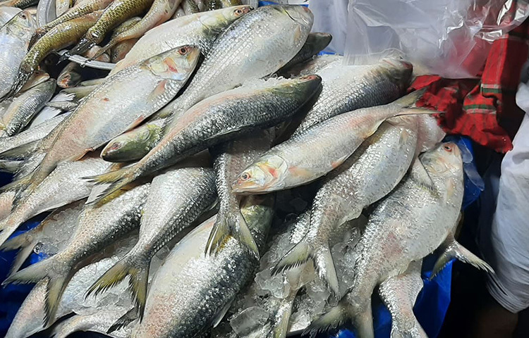 বেশ কয়েকজন ক্রেতার সাথে কথা বলে জানা গেছে গতবারের চেয়েও এবারের ইলিশের আকৃতি বেশ বড়। ছবি: বিপ্লব দিক্ষিৎ