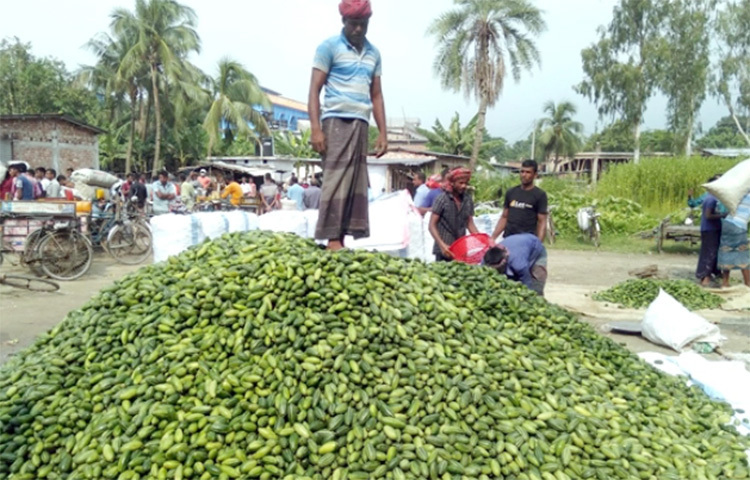 কিছুদিন আগেও পটলের দাম না পেয়ে নওগাঁর চাষিদের মধ্যে হাতাশা বিরাজ করছিল। কিন্তু কয়েকদিনের ব্যবধানে সেই পটলের দাম পেয়ে এখন খুশি তারা। নওগাঁ সদর উপজেলার বর্ষাইল, কীর্ত্তিপুর, হাপানিয়া ও বক্তারপুর ইউনিয়নের বিভিন্ন মাঠে এখন পটলের মাচার সমারোহ। ছবি: জাগো নিউজ