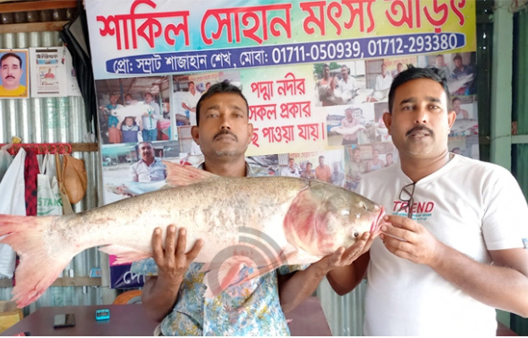 রাজবাড়ীর গোয়ালন্দের দৌলতদিয়া ফেরিঘাটের চরকর্নেশন এলাকায় পদ্মা নদীতে সুমন হলদারের জালে ধরা পড়েছে ১৩ কেজি ওজনের একটি বিগহেড কার্প। আজ দুপরে মাছটি ঢাকার এক ব্যবসায়ীর কাছে ১০ হাজার ৪০০ টাকায় বিক্রি করা হয়েছে। ছবি: রুবেলুর রহমান