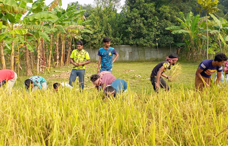 রাজবাড়ীতে স্বেচ্ছায় মতিউর রহমান নামের এক অসহায় কৃষকের দুই বিঘা জমির ধান কেটে বাড়ি পৌঁছে দিয়েছে আরএসএস (রাজবাড়ী স্বেচ্ছাসেবী সংগঠন) নামের একটি সংগঠন। আজ সকালে পৌর শহরের পশ্চিম ভবানীপুর মাঠে এ ধান কাটা হয়। ছবি: রুবেলুর রহমান