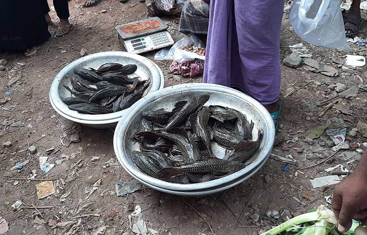 খাবার হিসেবে সাকার মাছের মান অত্যন্ত নিম্নস্তরের হলেও এখন রাজধানীর পাড়া-মহল্লায় বিক্রি চলছে দেদারছে। দামের দিক থেকেও বেশ চড়া। এক কেজি মাছ বিক্রি হচ্ছে ২০০ টাকায়। আজ সকালে খিলগাঁও (শাহজাহানপুর) রেলওয়ে কলোনিতে এই মাছ বিক্রি হতে দেখা গেছে। ছবি: জাগো নিউজ