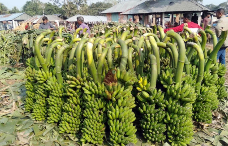 উৎপাদন খরচ ও পরিশ্রম কম এবং লাভজনক হওয়ায় নওগাঁয় বেড়েছে কলাচাষ। কলাচাষকে কেন্দ্র করে জেলার মান্দা উপজেলার সতিহাটে গড়ে উঠেছে কলা বেচাকেনার হাট। এ হাটে সপ্তাহে প্রায় ৫০ লাখ টাকার কলা বেচাকেনা হয়। ছবি: আব্বাস আলী