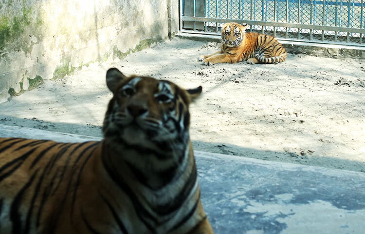 রাজধানীর মিরপুরের জাতীয় চিড়িয়াখানায় বাঘ পরিবারে নতুন দুই অতিথির আগমন ঘটেছে। গত বছরের ১৫ অক্টোবর কদম-শিউলি জুটি উপহার দিয়েছে ফুটফুটে দুটি কন্যা শাবক। আজ সকালে চিড়িয়াখানা ঘুরে দেখা গেছে, মা শিউলির সঙ্গে থেকেই বেড়ে উঠছে শাবক দুটো। সংশ্লিষ্টরা বলছেন, এখনই দর্শনার্থীদের সামনে প্রদর্শন করা হচ্ছে না নতুন অতিথিদের। ছবি: মাহবুব আলম