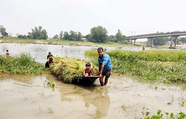 সিরাজগঞ্জে যমুনা নদীর পানি বাড়ায় তলিয়ে যাচ্ছে তীরবর্তী নিচু জমির ফসল। গত কয়েক দিন ধরে উজান থেকে নেমে আসা পাহাড়ি ঢলে যমুনাসহ করতোয়া, বড়াল ও হুড়াসাগর নদীর পানি বাড়ছে। ফলে নদীর তীরবর্তী প্রায় সাড়ে ৭০০ বিঘা নিচু জমির বোরো ধান ডুবে গেছে। ছবি: জাগো নিউজ