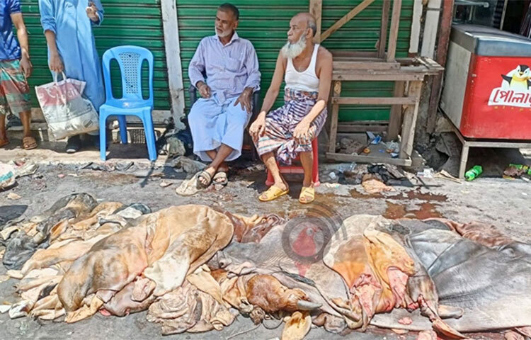 ঈদুল আজহার দ্বিতীয়দিনেও কোরবানি পশুর চামড়া আসতে শুরু করেছে লালবাগের পোস্তায়। তবে, বিগত বছরগুলোর তুলনায় এবার চামড়ার পরিমাণ একেবারেই কম বলে জানিয়েছেন একাধিক ব্যবসায়ী। তাদের দাবি, সাভারের হেমায়েতপুরে চামড়া শিল্প নগরীতে চামড়া বেশি যাচ্ছি। ছবি: জাগো নিউজ