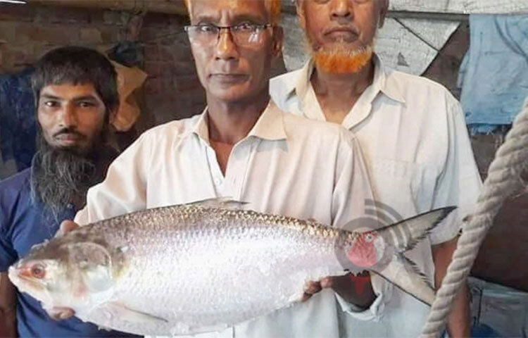 রাজশাহীতে আড়াই কেজি ওজনের একটি ইলিশ মাছ ৮ হাজার টাকায় বিক্রি হয়েছে। আজ সকালে নগরীর নিউমার্কেটের পাশে অবস্থিত ইলিশ মাছের আড়ত থেকে মাছটি কিনেন স্থানীয় এক ক্রেতা। তবে তিনি নিজের পরিচয় গোপন রাখেন। ছবি: জাগো নিউজ