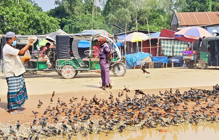 সিরাজগঞ্জ সদর উপজেলার হরিণা পিপুলবাড়িয়া বাজারের একজন দোকানদার আব্দুর রশিদ (৫৮)। পেশায় তিনি একজন দোকানদার হলেও তাকে সবাই চেনেন ‘শালিকপ্রেমী’ হিসেবে। তার দোকানের সামনে ছুটে আসে শত শত শালিক। নিয়ম করে তাদের দুবেলা খেতে দেন আব্দুর রশিদ। এতেই অবলা এই প্রাণীর সঙ্গে তার গড়ে উঠেছে সখ্য। ছবি: জাগো নিউজ