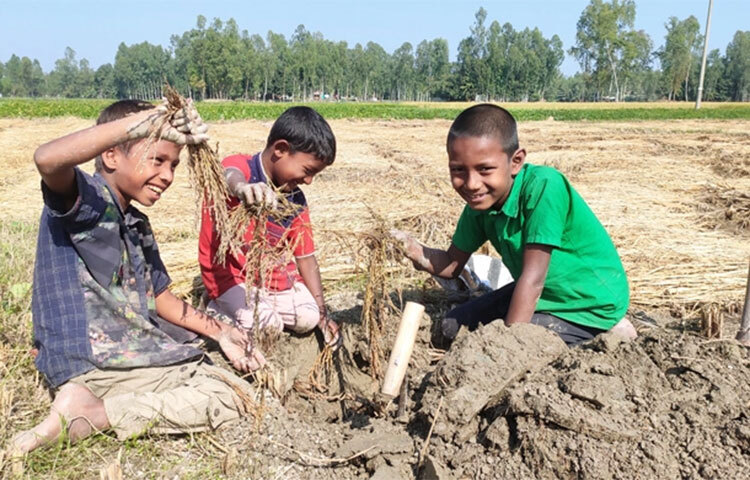 কুড়িগ্রামে অগ্রহায়ণের ঘ্রাণে নবান্নের উৎসব না থাকলেও হতদরিদ্র শিশুদের ধান কুড়ানোর ব্যস্ততা যেন আরেক উৎসবে পরিণত হয়েছে। গ্রামগঞ্জে বিস্তীর্ণ ধানক্ষেতে ছড়িয়ে ছিটিয়ে থাকা ইঁদুরের গর্তে হাত দিয়ে ধান বের করছে শিশুরা। ছবি: জাগো নিউজ