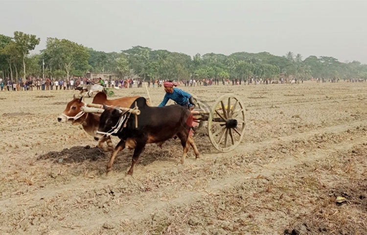 যশোরে ঐতিহ্যের গরুর গাড়ি দৌড় প্রতিযোগিতা অনুষ্ঠিত হয়েছে। সদর উপজেলার কাশিমপুর ইউনিয়নের ওসমানপুর গ্রামের পশ্চিমপাড়া মাঠে এ প্রতিযোগিতা অনুষ্ঠিত হয়। ছবি: মিলন রহমান