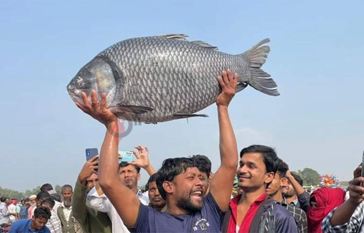 গাজীপুরের কালীগঞ্জ উপজেলার বিনিরাইল গ্রামে প্রায় আড়াইশো বছরের ঐতিহ্যবাহী জামাই মেলা অনুষ্ঠিত হয়েছে আজ। মেলার প্রধান আকর্ষণই হচ্ছে দেশের বিভিন্ন জেলা থেকে নিয়ে আসা মাছ কিনতে জামাইদের প্রতিযোগিতা। এ মেলাকে মাছের মেলাও বলা হয়ে থাকে। ছবি: আমিনুল ইসলাম