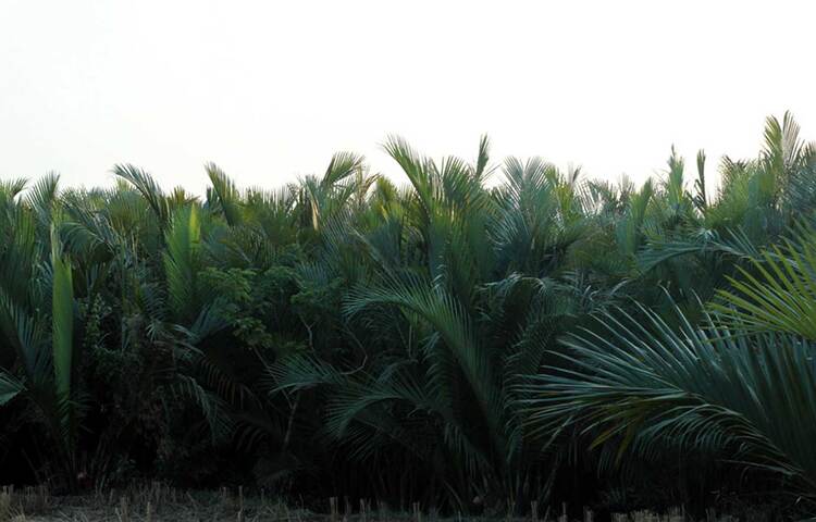 পটুয়াখালী জেলার কলাপাড়া উপজেলার নীলগঞ্জ ইউনিয়নের নবীপুর, নেয়ামতপুর ও তাহেরপুরের ২০০ পরিবারের জীবন-জীবিকার উৎস প্রাকৃতিক সম্পদ গোল গাছের রস। প্রতি বছর এই মৌসুমে গাছিরা রস সংগ্রহ করে আর্থিকভাবে লাভবান হচ্ছেন। ম্যানগ্রোভ জাতীয় গোল গাছ এখন স্থানীয়দের সম্পত্তিতে পরিণত হয়েছে। ছবি: জাগো নিউজ