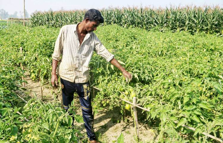 টমেটো খেতের পরিচর্যা করছেন কৃষক। এ বছর টমেটোর ফলন ভালো হওয়ায় কৃষকের মনে অনেক আনন্দ। ছবি: বিপ্লব দিক্ষিৎ