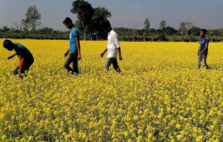 যেদিকে চোখ যায় সেদিকেই হলুদ আর হলুদ। কেরানীগঞ্জ থেকে সরিষা খেতের নজরকাড়া এই ছবি তোলা হয়েছে। ছবি: বিপ্লব দিক্ষিৎ