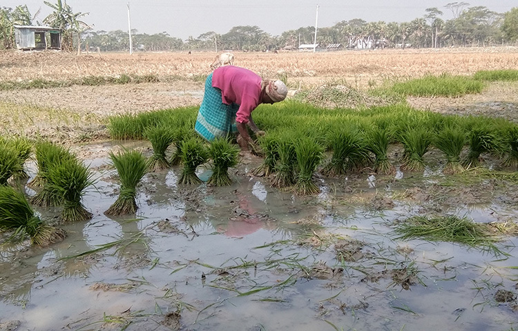 এ বছর পটুয়াখালীর কলাপাড়ায় বৃদ্ধি পেয়েছে বোরোর আবাদ। কারণ কৃষকরা লবণ সহিষ্ণু জাত, উন্নত বীজ, সার, সেচ, কৃষি উপকরণসহ প্রণোদনা পেয়ে উৎসাহিত হয়েছে বোরো চাষে। ছবি: জাগো নিউজ