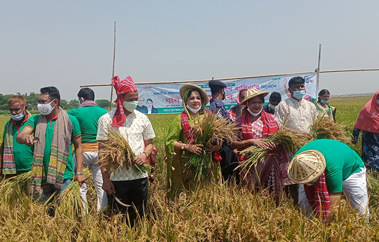 ধানকাটা শেষে কেন্দ্রীয় কৃষক লীগের সভাপতি কৃষিবিদ সমীর চন্দ্র বলেন, প্রধানমন্ত্রী কৃষকের পাশে আছেন এবং তার নির্দেশে কৃষক লীগের প্রতিটি নেতাকর্মী কৃষকের পাশে থেকে ধান কেটে মাড়াই ঝাড়াইসহ সব ধরনের সহায়তা দিতে প্রস্তুত রয়েছি। ছবি: জাগো নিউজ