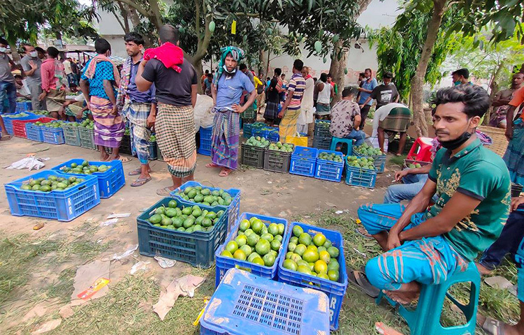 সকাল ৮টা থেকেই রাজশাহীর আনাচে-কানাচে থেকে আম নিয়ে বানেশ্বর বাজারে আসতে শুরু করেন চাষিরা। এর আগে ভোর থেকে বাগানে আম পেড়ে ক্যারেট ভর্তি করেন। ছবি: ফয়সাল আহমেদ