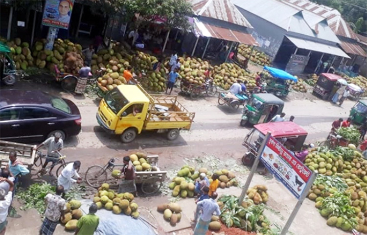 টাঙ্গাইলের মির্জাপুরে কাঁঠালের বাম্পার ফলন হয়েছে। এ বছর মির্জাপুরের পাহাড়ি অঞ্চল হিসেবে খ্যাত উপজেলার আজগানা, লতিফপুর, বাঁশতৈল ও তরফপুর ইউনিয়নে প্রচুর পরিমাণে কাঁঠাল উৎপাদন হয়। ছবি: জাগো নিউজ