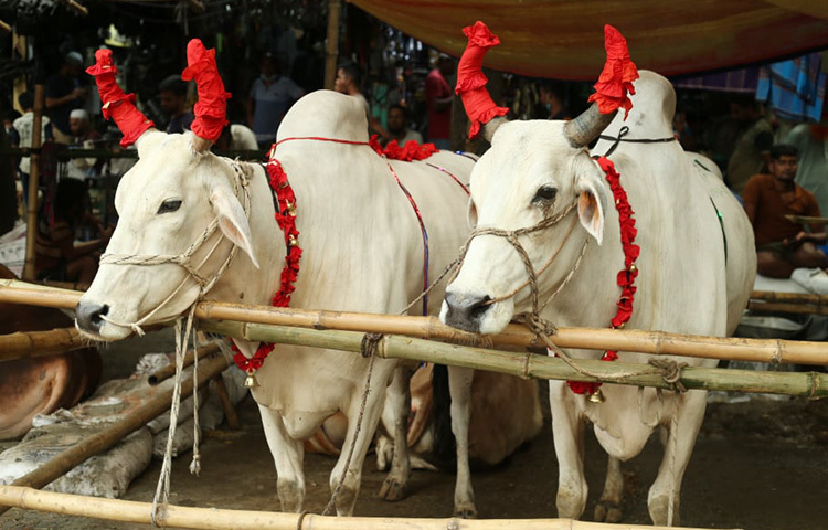 ক্রেতাদের দৃষ্টি আকর্ষণের জন্য এভাবে গরু সাজিয়েছেন ব্যবসায়ীরা। ছবি: মাহবুব আলম