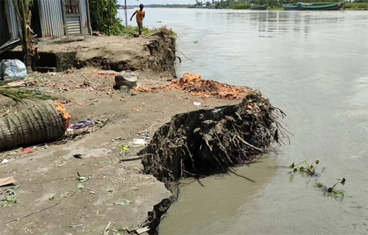 মুন্সিগঞ্জে টঙ্গীবাড়ী উপজেলার দিঘীরপাড় এলাকায় আকস্মিক পদ্মার ভাঙন শুরু হয়েছে। দু’দিনের ভাঙনে মূলচর ও কামাড়পাড়া এলাকায় বিলীন হয়েছে ভিটেমাটিসহ ১০টি বসতঘর। ছবি: আরাফাত রায়হান সাকিব