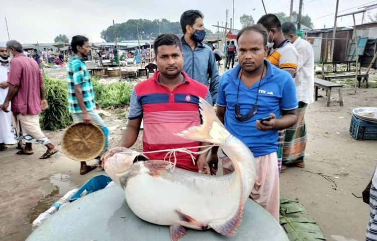 রাজবাড়ীর গোয়ালন্দ উপজেলার দৌলতদিয়ায় ৩৩ হাজার টাকায় বিক্রি হয়েছে ২২ কেজি ওজনের একটি পাঙাশ। আজ সকালে ঢাকার এক ব্যবসায়ী এক হাজার ৫০০ টাকা কেজি দরে মো. চান্দু মোল্লার কাছ থেকে মাছটি কিনে নেন। ছবি: রুবেলুর রহমান