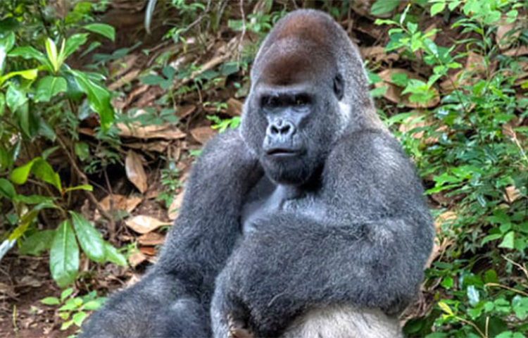 যুক্তরাষ্ট্রের জর্জিয়া অঙ্গরাজ্যের আটলান্টায় একটি চিড়িয়াখানার ১৩টি গরিলার করোনা শনাক্ত হওয়ার খবর মিলেছে। করোনার লক্ষণ দেখে পরীক্ষা করে দেখা যায়, চিড়িয়াখানার ২০টি গরিলার মধ্যে ১৩টিই আক্রান্ত। ছবি: সংগৃহীত