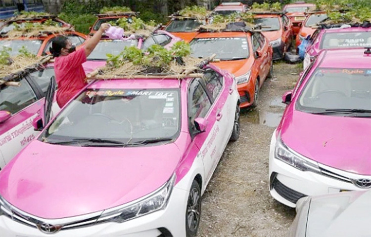 থাইল্যান্ডে ক্রমেই কাজ হারানো ট্যাক্সিচালকের সংখ্যা বাড়ছে। এ সমস্যায় এক অভিনব প্রতিবাদের ভাষা খুঁজে বের করেছে দেশটির ট্যাক্সিচালক ইউনিয়ন। গাড়ির ছাদে বাগান করে সবজি ফলাচ্ছেন তারা। ছবি: সংগৃহীত