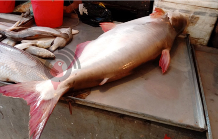 বরগুনার বিষখালী নদীতে ধরা পড়েছে ২৫ কেজি ওজনের একটি পাঙ্গাশ। আজ সকালে জয়নাল ফরাজীর জালে পাঙ্গাশটি ধরা পড়ে। মাছটি দেখতে বাজারে উৎসুক মানুষের ভিড় জমে। ছবি: জাগো নিউজ