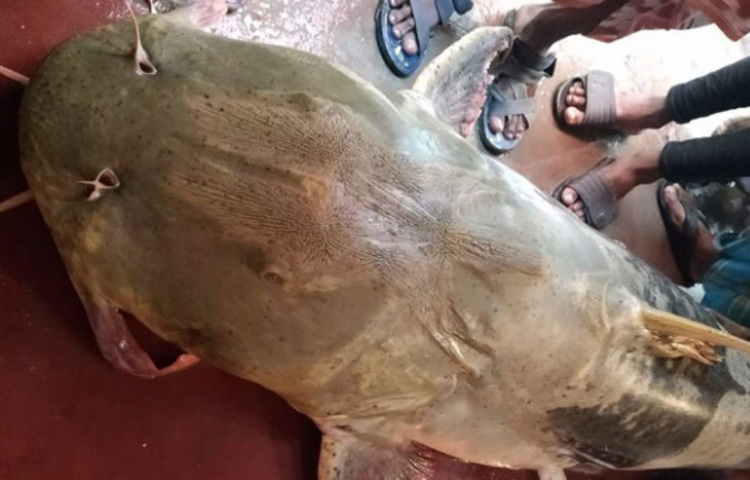 চাঁপাইনবাবগঞ্জে মহানন্দা নদীতে জেলেদের জালে ৪০ কেজির বাঘাইড় ধরা পড়েছে। আজ দিনগত গভীর রাতে পৌর এলাকার খালঘাটে নাসির হালদার ও তার ভাই জাইনুদ্দিন হালদারের জালে মাছটি ধরা পড়ে। ছবি: সোহান মাহমুদ