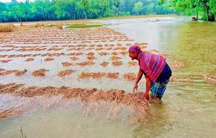 তিনদিনের টানাবৃষ্টিতে ফসলের ব্যাপক ক্ষতি হয়েছে মাগুরায়। বৃষ্টির পানিতে ভেসে গেছে প্রধান ফসল রোপা আমন ধানসহ মসুর, রবি সরিষা, রসুন, পেঁয়াজ ও শাক-সবজির ক্ষেত। এতে দিশেহারা হয়ে পড়েছেন জেলার কয়েক হাজার চাষি। ফসল রক্ষায় অতিরিক্ত অর্থ খরচ করেও এই বৃষ্টিতে মিলছে না শ্রমিক। ফলে ক্ষেতেই পচে যাচ্ছে ধান। ছবি: মাহবুব আলম