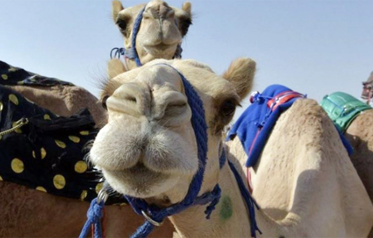 সৌদি আরবে ঐতিহ্যবাহী উটের সৌন্দর্য প্রতিযোগিতা থেকে বাদ দেওয়া হয়েছে ৪০টিরও বেশি উটকে। অভিযোগ উঠেছে যে, এসব উটের সৌন্দর্য বর্ধনের জন্য বোটক্স ইনজেকশন এবং অন্যান কসমেটিকস ব্যবহার করা হয়েছিল। ছবি: সংগৃহীত