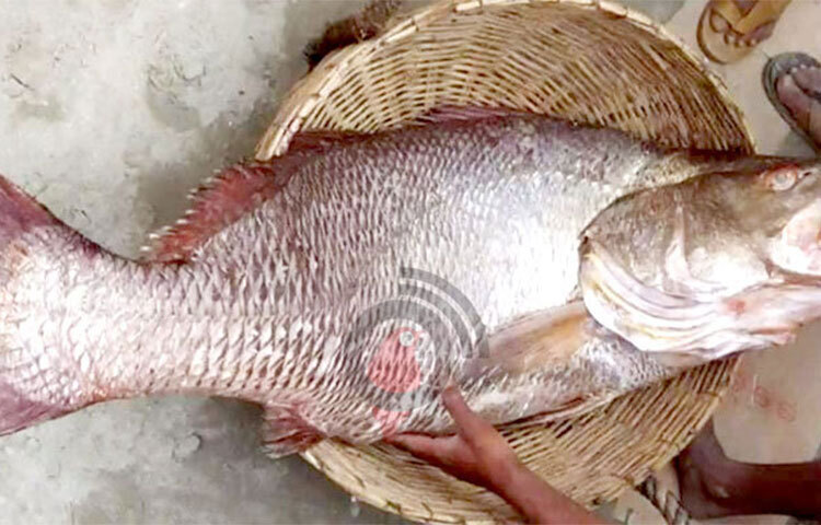 বঙ্গোপসাগরের দুবলার চরে জেলের জালে ধরা পড়েছে ২৫ কেজি ওজনের একটি ভোল মাছ। আজ দুপুরে নিলামে সর্বোচ্চ দরদাতা হিসেবে চার লাখ ৮০ হাজার টাকায় মাছটি কিনে নেন সম্রাট নামের এক ব্যবসায়ী। ছবি: জাগো নিউজ