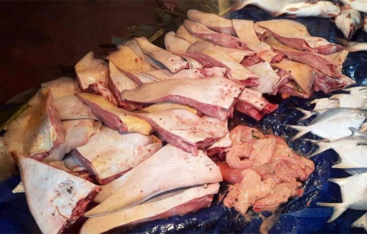 মোংলা পৌরশহরের প্রধান মাছের বাজারে অবাধে বিক্রি হচ্ছে বিলুপ্তপ্রায় প্রজাতির শাপলাপাতা মাছ। আজ সকাল থেকে বাজারে এ মাছ কেটে বিক্রি হচ্ছে ৪০০ থেকে ৪৫০ টাকা কেজি দরে। বঙ্গোপসাগর ও সুন্দরবন উপকূলের নদ-নদীতে বিলুপ্ত প্রজাতির এ মাছ শিকার ও বিক্রি করা সম্পূর্ণ নিষিদ্ধ ও দণ্ডনীয় অপরাধ। তারপরও অনেকেই এ নিষেধাজ্ঞা মানছেন না। ছবি: জাগো নিউজ